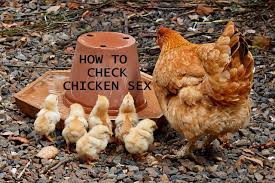 Pin On Chick Chick