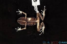 Image result for Pristimantis gladiator