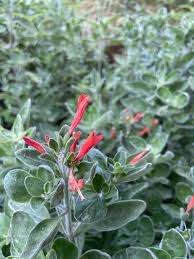 Image result for Dicliptera sericea