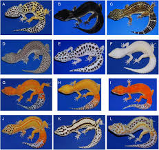 Games animals photos stories and more national. Genetics Of White Color And Iridophoroma In Lemon Frost Leopard Geckos Biorxiv