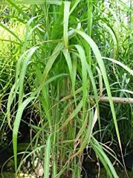 Schilfgras im garten sorten und alles uber die pflege von schilf sichtschutz garten sichtschutz garten sichtschutz garten so klingt ihr neuer garten garten und blumen reichl schilf uberwintern welche schutzmassnahmen sind sinnvoll schilfrohrmatte natur 100 x 150 cm wind und sichtschutz matte. Suchergebnis Auf Amazon De Fur Schilfgras Garten