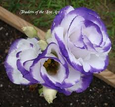 Image result for eustoma Balboa