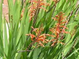 Image result for Iridaceae