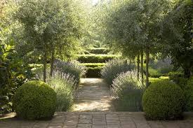 A Short Avenue Of Olive Trees Lavender And Clipped Box A Winning Combination Flower Olive Trees Landscape Lavender Garden Mediterranean Garden