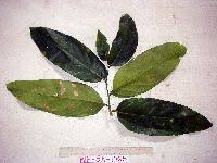 Image result for Drypetes mossambicensis