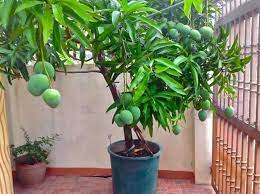 39 Brilliant Pot Fruit Plants For Small Backyard Decoarchi Com Potted Trees Mango Plant Fruit Plants