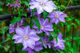 Image result for Clematis
