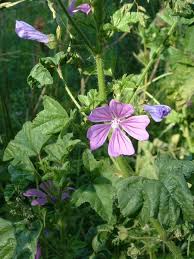 Image result for Malva