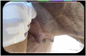 Pet owners take care of their dogs in terms of nutrition, hygiene, and manners. Medcrave Online
