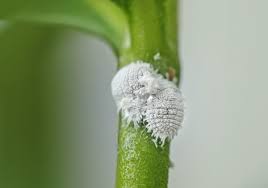 Image result for Mealybug cucumber