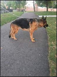 Find puppies in your area and helpful tips and info. Beautiful Akc German Shepherd Puppy For Sale For Sale In Detroit Michigan Classified Americanlisted Com