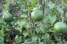 Curbside pickup · everyday low prices · savings spotlights Growing Citrus Austin Urban Gardens