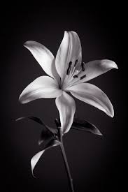 Black And White Lily Flower Pin By Aleksandar Markovic On Torns In 2019 Black White Flowers White Flowers White Lilies