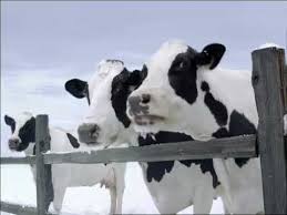 Youtube Happy Cow Cow Milk Cow