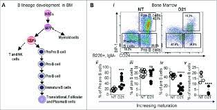 Melanoma Growth Blocks B Cell Development At The Pro B Cell Stage A Download Scientific Diagram
