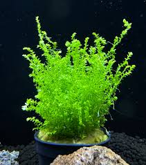 Image result for Selaginella kraussiana