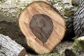 As energy costs, energy security and climate change challenge our way of life, many are turning back to wood to heat their this website aims to support those who are growing and providing firewood, as well as those who wish to buy it. Cascade Tree Works Tree Removal Service In Vancouver Wa