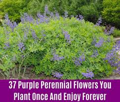 This plant is on northern california zone 9. 37 Purple Perennial Flowers You Plant Once And Enjoy Forever