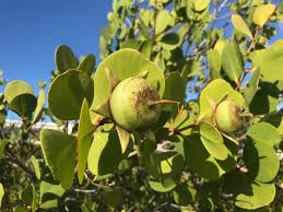 Image result for Sonneratia alba