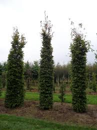 Image result for hornbeam hedge in winter