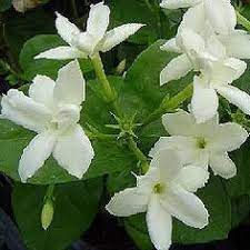 Pin On Lovely Flowers