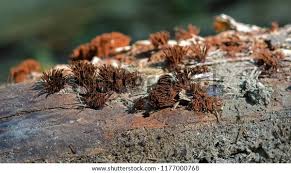 Image result for Stemonitis splendens