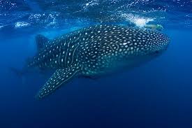 Whale Shark Perth Australia Westernaustralia Donsol Western Australia Whale Shark