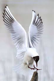 Small Bird With White Ring Around Neck Beautiful Birds Lovebirds Birds Rings Abstract Birds Angry Birds Bird Kite Bird Aesthetic Birds Beaks Bird Printab Beautiful Birds Sea Birds Birds