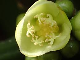 Image result for Garcinia pachyclada