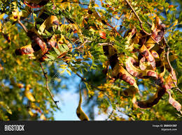 The leaves of some acacias are divided into many small leaflets. Acacia Pods On Ground Image Photo Free Trial Bigstock