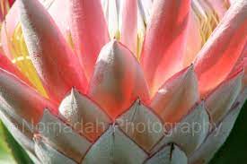 King Protea South Africa S Flower Protea Flower South African Flowers Flowers