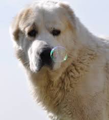 Pin On Alabai Kangal