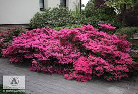 Rosliny Lisciaste Szkolki Kurowscy Plants Rhododendron Azalia