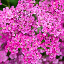 The very freshest flowers can be delivered to over 130 countries outside the uk. Achillea Cerise J Parker Dutch Bulbs