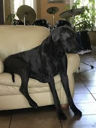 Great dane's are notorious couch potatoes but they'll also sit on anything else comfortable that they can find! Great Dane Sits On Sofa Greatdane Blu Blue Great Danes Great Dane Pup