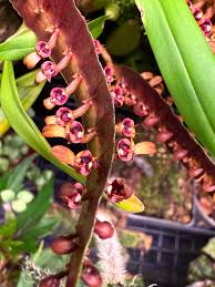 Image result for Bulbophyllum falcatum