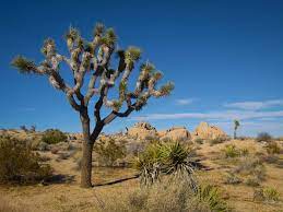We did not find results for: California S Joshua Trees Are Under Threat Smart News Smithsonian Magazine