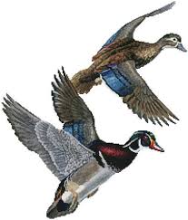 Retriever & spaniel counted cross stitch patterns. Lakeside Wood Ducks No Background Cross Stitch Pattern By Tereena Clarke Crosstitch Com