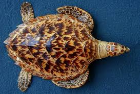 Hawksbill on wn network delivers the latest videos and editable pages for news & events, including entertainment, music, sports, science and more, sign up and share your playlists. 10 Eretmochelys Imbricata Atlantic Hawksbill Sea Turtle Ideas Sea Turtle Turtle Sea