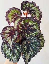 Image result for Begonia princeae