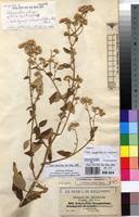 Image result for Helichrysum schimperi