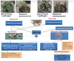 Image result for Mohria marginalis