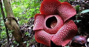 Rafflesia Arnoldii Flores Incomuns Flores Raras Flores Gigantes