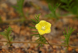 Image result for Xenostegia pinnata