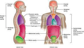 Another simpler way to divide the abdominopelvic cavity is in four quadrants. Mapping The Body Boundless Anatomy And Physiology