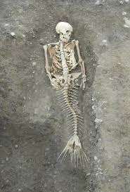 Image result for real mermaid