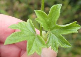 Image result for Pelargonium alchemilloides