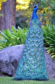 Blue Bird With White Ring Around Neck Pin On Tropical Birds