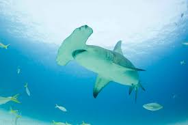 Maybe you would like to learn more about one of these? Top 10 Most Dangerous Sharks In The World