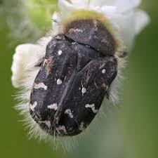 Image result for Tropinota hirta